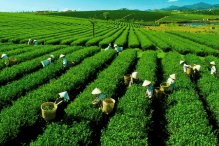 Ngành chè dịch chuyển thị trường xuất khẩu, tập trung giải bài toán chế biến sâu