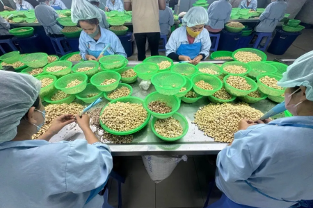 Ngành điều đối mặt nhiều thách thức, mục tiêu xuất khẩu năm 2026 được điều chỉnh giảm