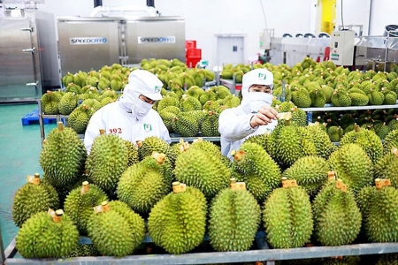Xuất khẩu rau quả tăng tốc, doanh nghiệp phải nâng chuẩn để giữ thị trường