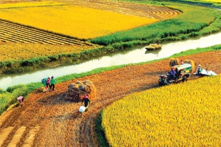 Giá lúa gạo hôm nay 29/6: Gạo giữ giá, lúa chờ lực mua