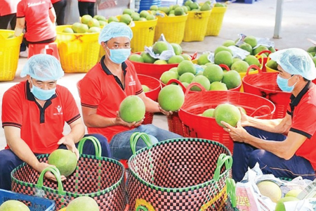 Xuất siêu nông sản duy trì đà tăng nhờ nâng cao giá trị và mở rộng thị trường