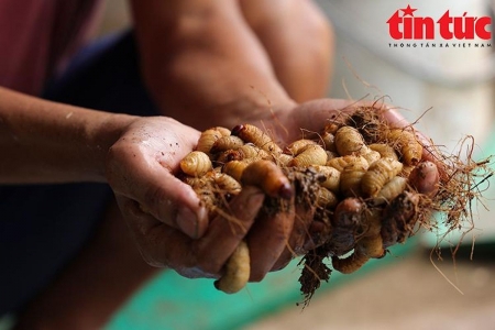 Vĩnh Long nghiêm cấm nhân nuôi và phát tán đuông dừa trái phép