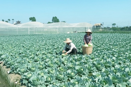 Xóa bỏ hiện tượng phân biệt sản xuất nông sản để tiêu dùng và để kinh doanh