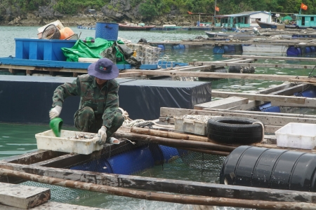 Quảng Ninh tăng tốc chinh phục mốc 200.000 tấn thuỷ sản năm 2026