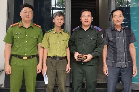 Hà Tĩnh: Người dân tự nguyện giao nộp cá thể rùa vàng quý hiếm