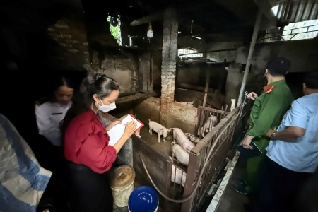 Hải Phòng: Xử phạt nghiêm hai cơ sở giết mổ gia súc trái phép tại Kiến An