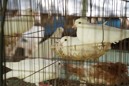 Khai thác lợi thế địa phương, tạo sức bật cho du lịch phía Đông Lâm Đồng