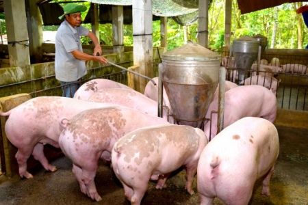 Giá heo hơi hôm nay 19/7: Miền Bắc giữ đỉnh 67.000 đồng/kg