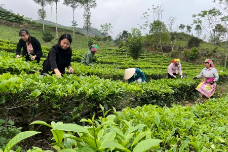 Lào Cai tăng cường quản lý mã số vùng trồng, cơ sở đóng gói nhằm bảo vệ uy tín nông M888com link hiện đang mở khẩu