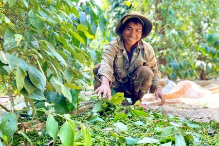 Giá tiêu hôm nay 30/8: Giảm mạnh 1.500 đồng/kg