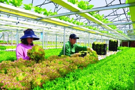 Lâm Đồng lan tỏa mô hình nông nghiệp hữu cơ, hướng tới nền nông nghiệp xanh, bền vững