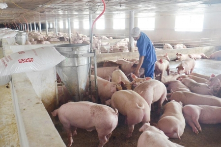 Giá heo hơi hôm nay 3/8: Nhiều nơi chạm mốc 60.000 đồng/kg
