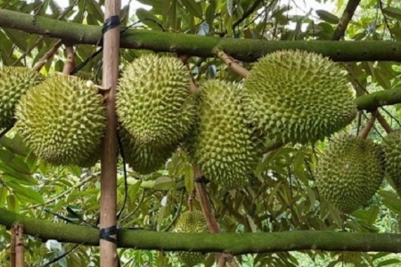 Giá sầu riêng hôm nay 2/8: Tăng nhẹ