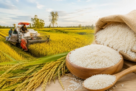 Giá lúa gạo hôm nay 9/8: Thị trường tiếp tục đi ngang