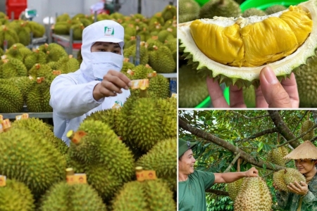 Gỡ rào cản, nâng thương hiệu để sầu riêng Việt chinh phục thị trường lớn