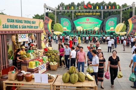 Sầu riêng Đắk Lắk tìm đường đi xa từ những kết nối mới