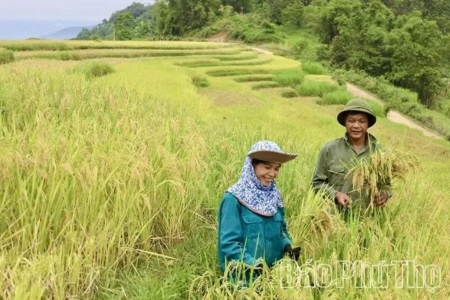 Phú Thọ sở hữu 86.000 ha diện tích lúa chất lượng cao