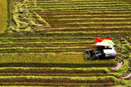 Nông dân Quảng Trị chạy đua với thời tiết, khẩn trương thu hoạch lúa hè thu