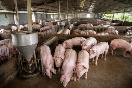 Giá heo hơi hôm nay 26/8: Chạm mốc 60.000 đồng/kg