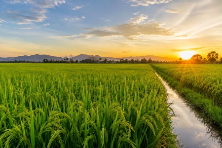 Giá lúa gạo hôm nay 27/8: OM 18, OM 5451 cùng giảm 100 đồng/kg