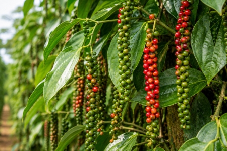 Giá tiêu hôm nay 27/8: Ổn định