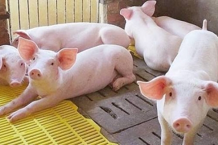 Giá heo hơi hôm nay 15/9: Đi ngang trên cả nước