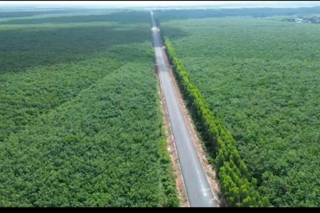 Giá cao su hôm nay 21/9: Biến động trái chiều