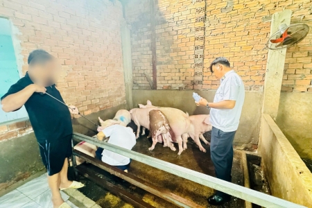 TP.HCM: Phát hiện 2 điểm giết mổ heo trái phép, tiêu hủy 352kg thịt
