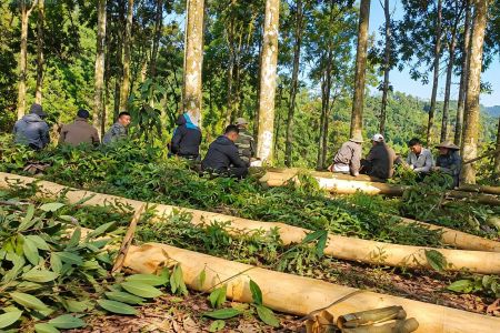 Lào Cai: Nâng giá trị quế, dược liệu, mở rộng sinh kế vùng đồng bào dân tộc thiểu số