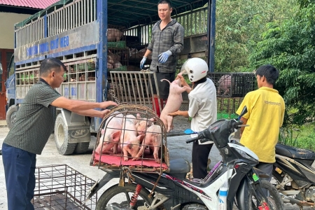Cao Bằng: Xã Thông Nông tổ chức cấp phát lợn giống thương phẩm phát triển mô hình giảm nghèo