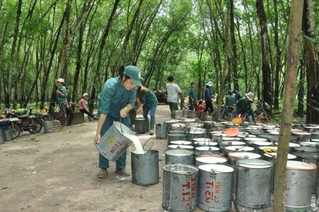 Giá cao su hôm nay 21/10: SHFE đồng loạt giảm, thị trường thế giới chịu áp lực điều chỉnh