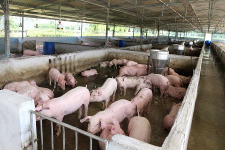 Giá heo hơi hôm nay 21/10: Giảm mạnh, thấp nhất 47.000 đồng/kg