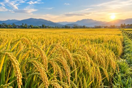 Giá lúa gạo hôm nay 21/10: Giá lúa tươi nhích tăng lên