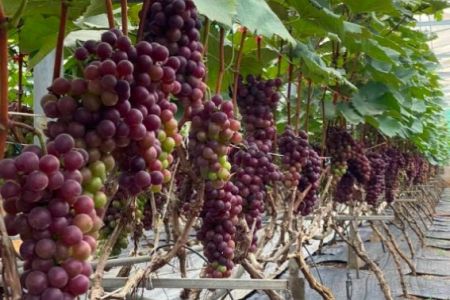 Khuyến nông Hà Nội thúc đẩy sản xuất xanh gắn với bảo vệ môi trường