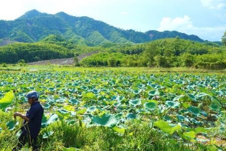 Đà Nẵng quy định quy mô tối thiểu để hỗ trợ liên kết sản xuất nông nghiệp