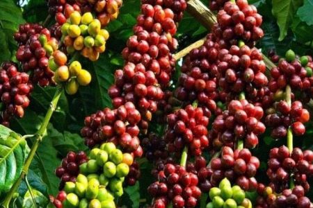 Doanh nghiệp Việt tìm hướng đi mới cho cà phê Robusta