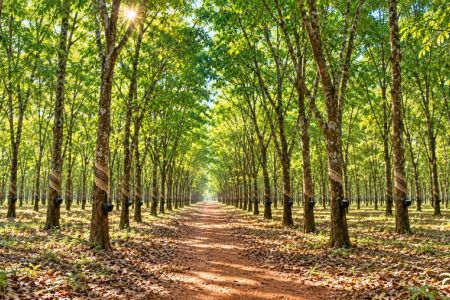 Giá cao su hôm nay 28/10: Đồng loạt giảm