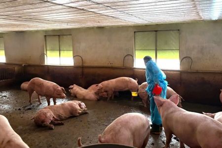 TP.HCM yêu cầu mở rộng điều tra vụ hơn 10.000 tấn heo sử dụng chất cấm