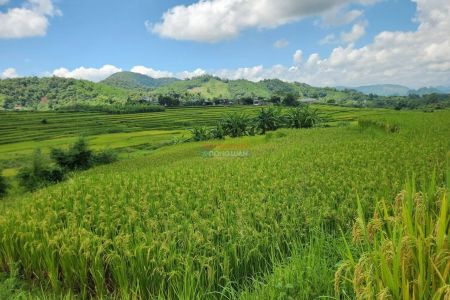 Giá lúa gạo hôm nay 29/10: Giá lúa gạo tại Đồng bằng sông Cửu Long ổn định