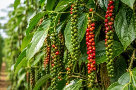 Giá tiêu hôm nay 29/10: Ổn định, cao nhất 140.000 đồng/kg