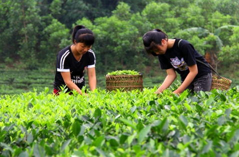 Bắc Giang: Công nhận 6 sản phẩm OCOP đạt tiêu chuẩn 4 sao