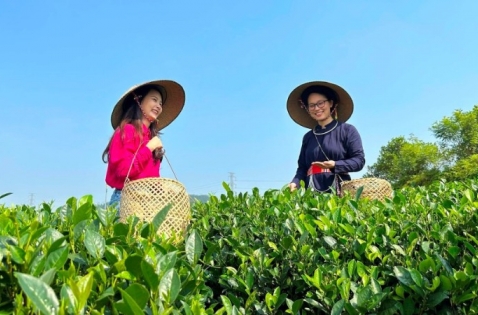 Hợp tác xã nông nghiệp nâng tầm sản phẩm OCOP, mở rộng thị trường quốc tế