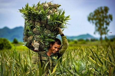 Ninh Bình ban hành Kế hoạch thực hiện Chương trình OCOP năm 2025 sau sáp nhập đơn vị hành chính