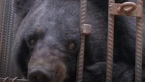 Giật mình khi chó ngao Tây Tạng đang nuôi tự nhiên biến thành gấu đen