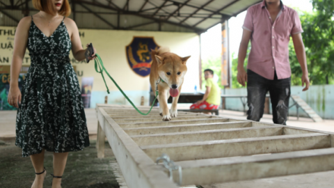 Phim Việt đầu tiên có vai chính là một chú chó
