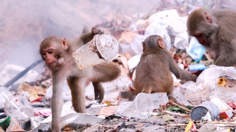 Đà Nẵng: Khỉ từ bán đảo Sơn Trà tràn về các tuyến đường khu dân cư kiếm ăn
