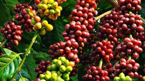 Giá cà phê hôm nay 29/03: Quay đầu giảm tại thị trường trong nước