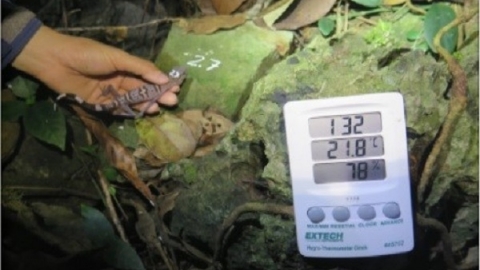 Hải Phòng: Nghiên cứu đề xuất các giải pháp bảo tồn loài Thạch sùng mí Cát Bà
