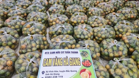 Hà Giang: Hội Nông dân tỉnh kết nối tiêu thụ cam Vàng cho nông dân