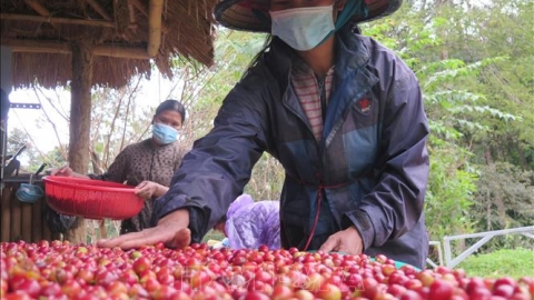 Cà phê xứ lạnh dòng Arabica sẽ trở thành thương hiệu nông sản xuất khẩu giá trị cao của Kon Tum